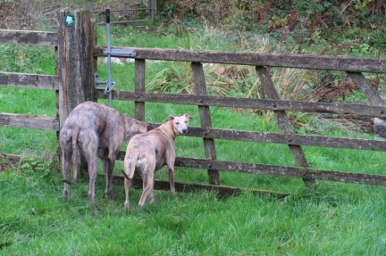 Pembrokeshire Long Dogs