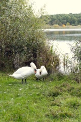Stanwick Lakes