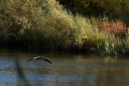 Stanwick Lakes