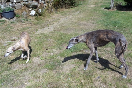 Gernos Fawr